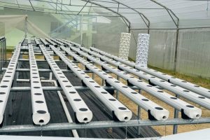 Hydroponics – photo Hydroponics – photo